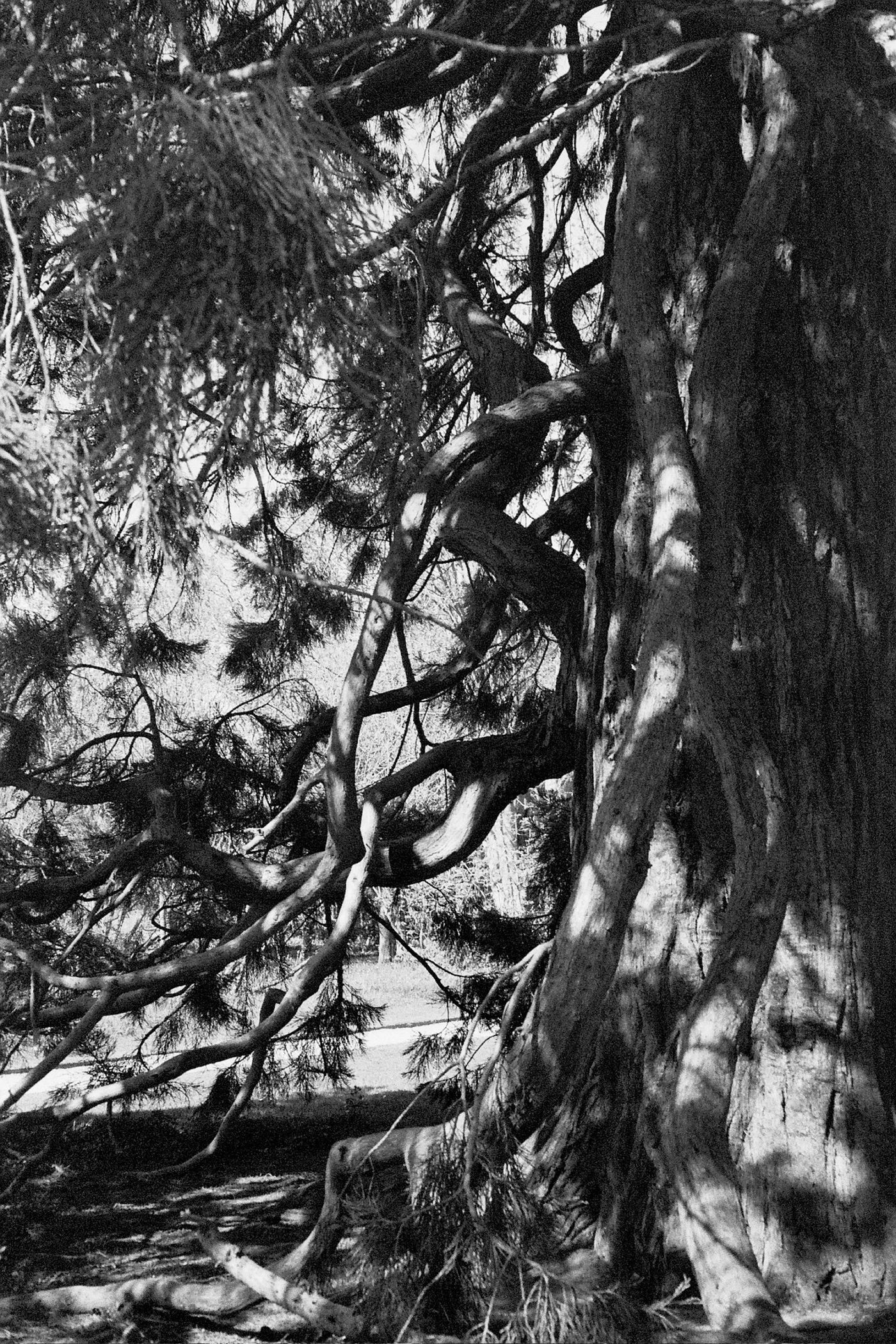 The trunk and twisting lower branches of an old conifer in dappled light. Black and white photograph.
